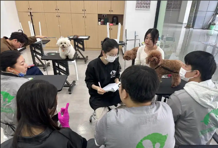 鹤壁市宠物美容培训宠物美容培训学校 - 一站式服务